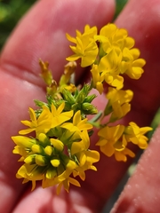 Medicago falcata