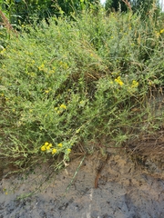 Medicago falcata