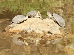 Kinosternon durangoense