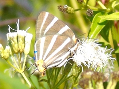 Panthiades bathildis