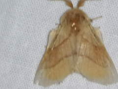 Malacosoma neustria