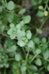 Houstonia serpyllifolia