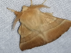 Malacosoma neustria
