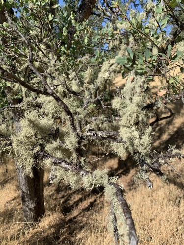iNaturalist observation photo of beard lichens