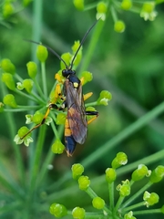 Amblyteles armatorius