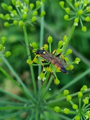 Amblyteles armatorius