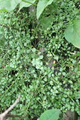 Houstonia serpyllifolia