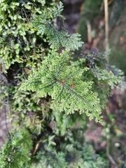 Hymenophyllum plicatum
