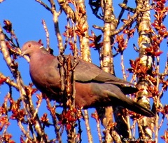 Patagioenas araucana