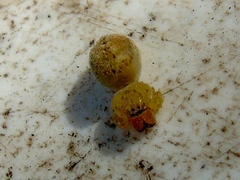 Curicaberis culiacan