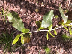 Sideroxylon lycioides