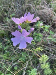 Malva moschata