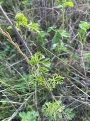 Malva moschata
