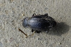 Carabus scheidleri