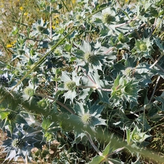 Eryngium maritimum