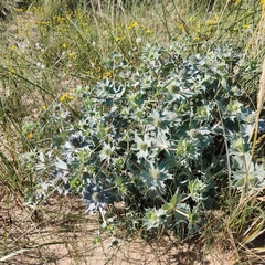 Eryngium maritimum