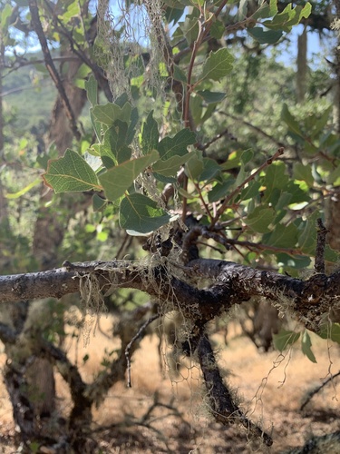 iNaturalist observation photo of Dumosae