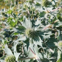 Eryngium maritimum