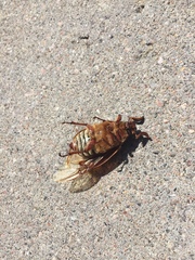 Polyphylla decemlineata