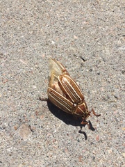 Polyphylla decemlineata