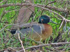 Anas crecca × platyrhynchos