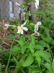 Saponaria officinalis