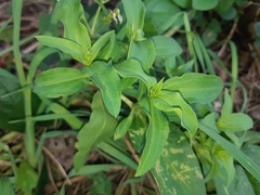 Saponaria officinalis