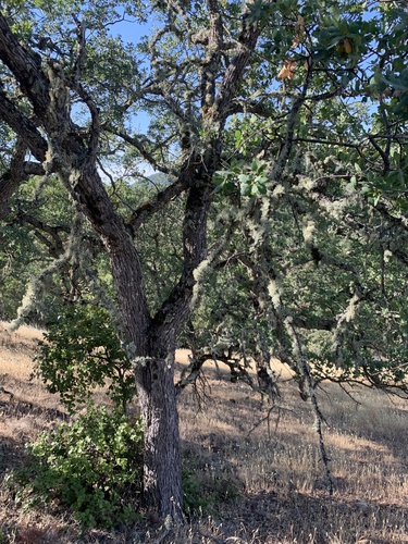 iNaturalist observation photo of blue oak