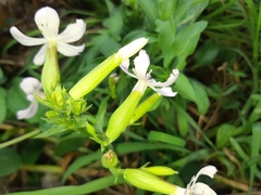 Saponaria officinalis