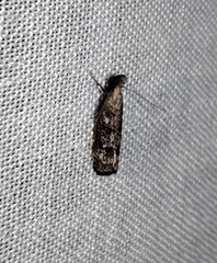 Dichomeris inversella