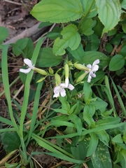 Saponaria officinalis