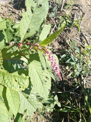 Phytolacca thyrsiflora