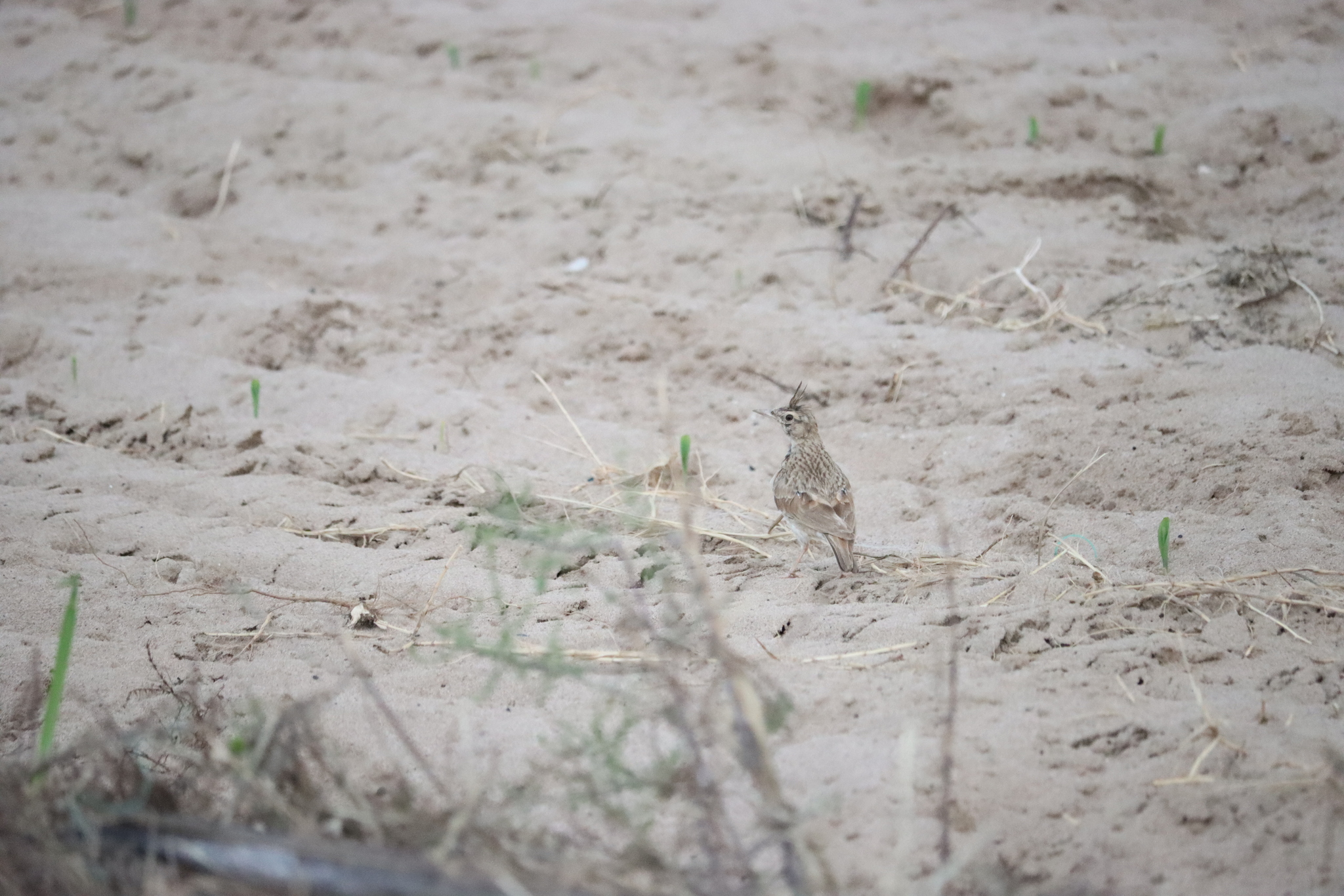 Crested Lark