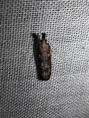 Dichomeris inversella