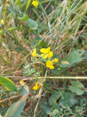 Lotus corniculatus