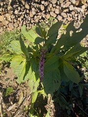 Phytolacca thyrsiflora