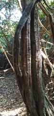 Grewia caffra