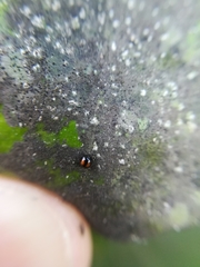 Serangium maculigerum