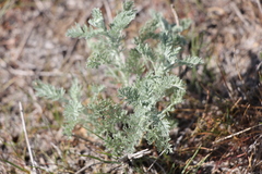 Artemisia santonicum
