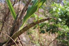 Cyrtopodium macrobulbon