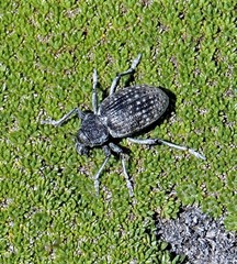 Cylydrorhinini