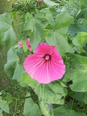 Malva trimestris