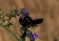 Xylocopa valga