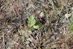 Ranunculus oxyspermus