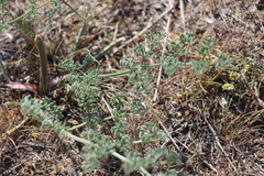 Prangos odontalgica