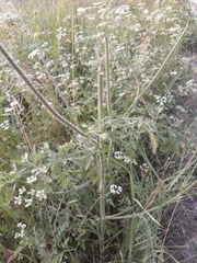 Daucus carota
