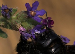 Xylocopa valga
