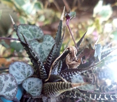 Haworthiopsis fasciata