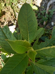 Phytolacca thyrsiflora