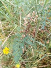 Daucus carota